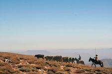 Chile-Central-High Andes Cattle Drive